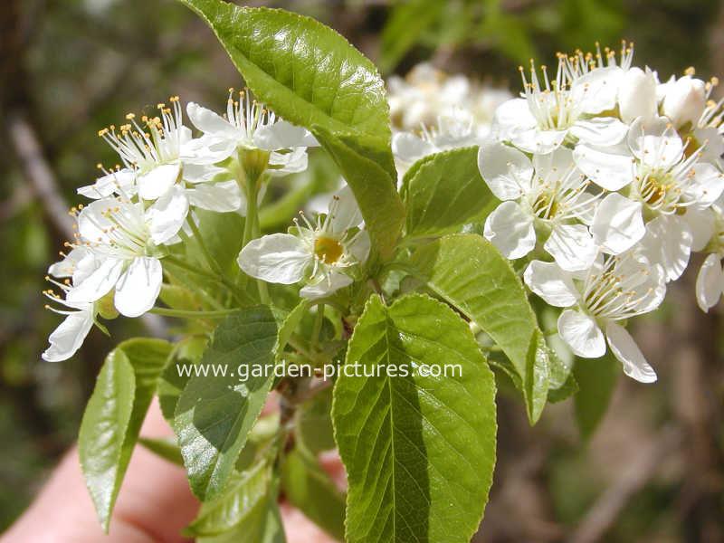 Prunus mahaleb