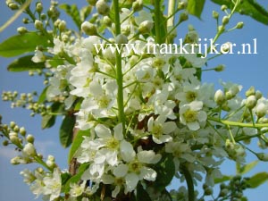 Prunus padus 'Albertii' Prunus padus 'Albertii'