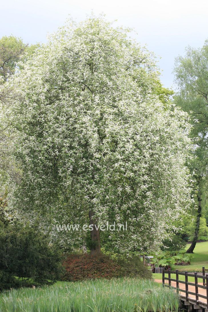 Prunus padus 'Watereri'