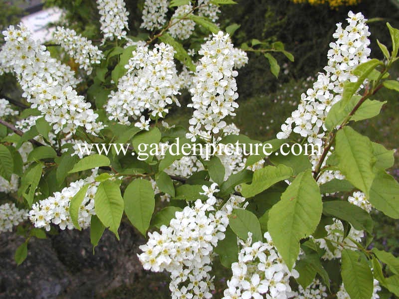 Prunus padus