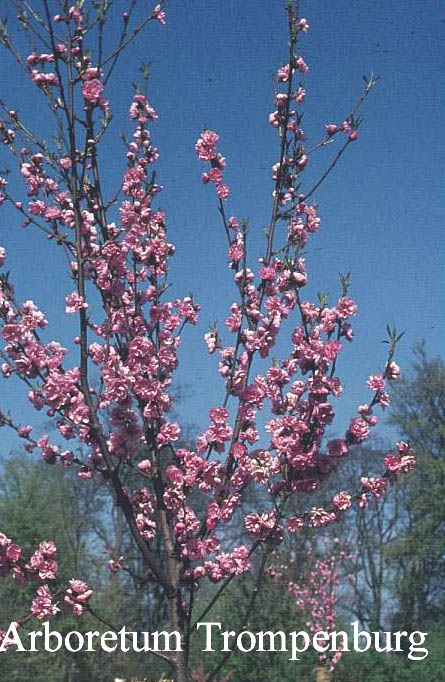 Prunus persica 'Klara Mayer'