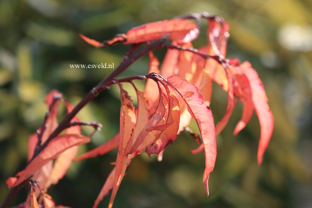 Prunus persica 'Melred Weeping'