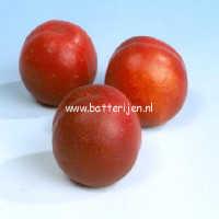 Prunus persica 'Mme. Blanchet'