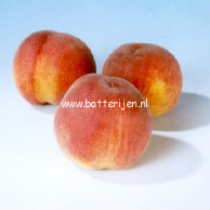 Prunus persica 'Peregrine'