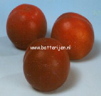 Prunus persica 'Red Gold'