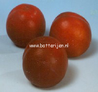 Prunus persica 'Rubygold'