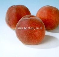Prunus persica 'Vaes Oogst'