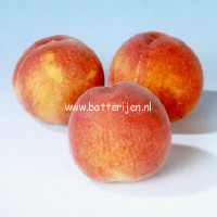 Prunus persica 'Wassenberger' Prunus persica 'Wassenberger'