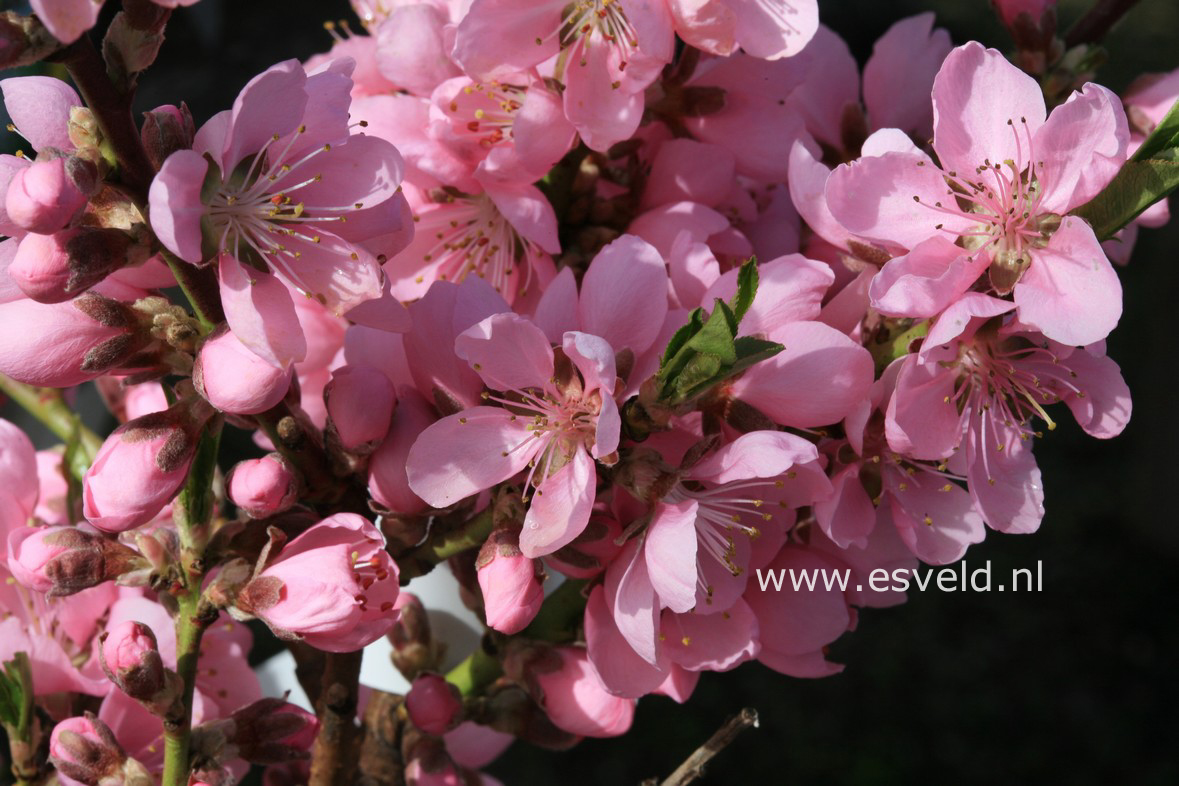 Prunus persica nucipersica