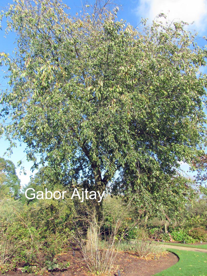 Prunus serotina 'Pendula'