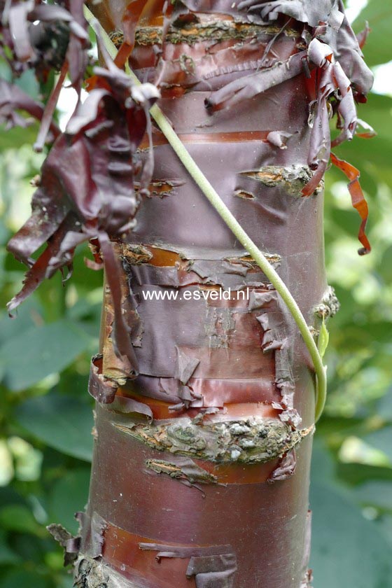 Prunus serrula 'Branklyn'