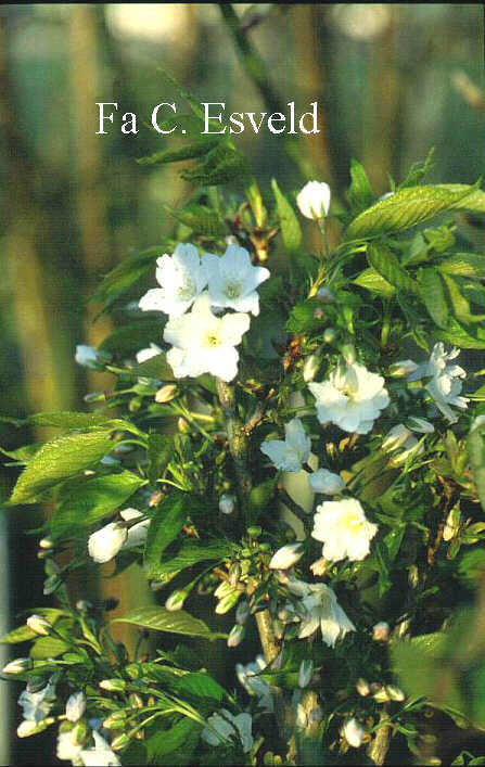 Prunus serrulata 'Ariake'