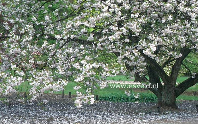 Prunus serrulata 'Ichiyo'