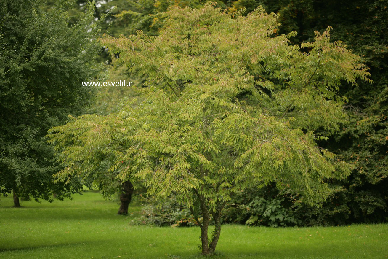 Prunus subhirtella