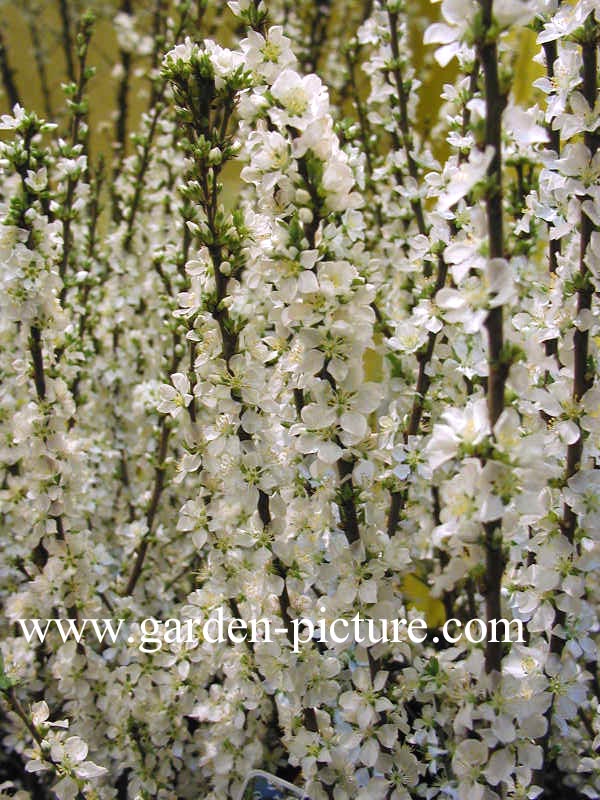 Prunus tomentosa