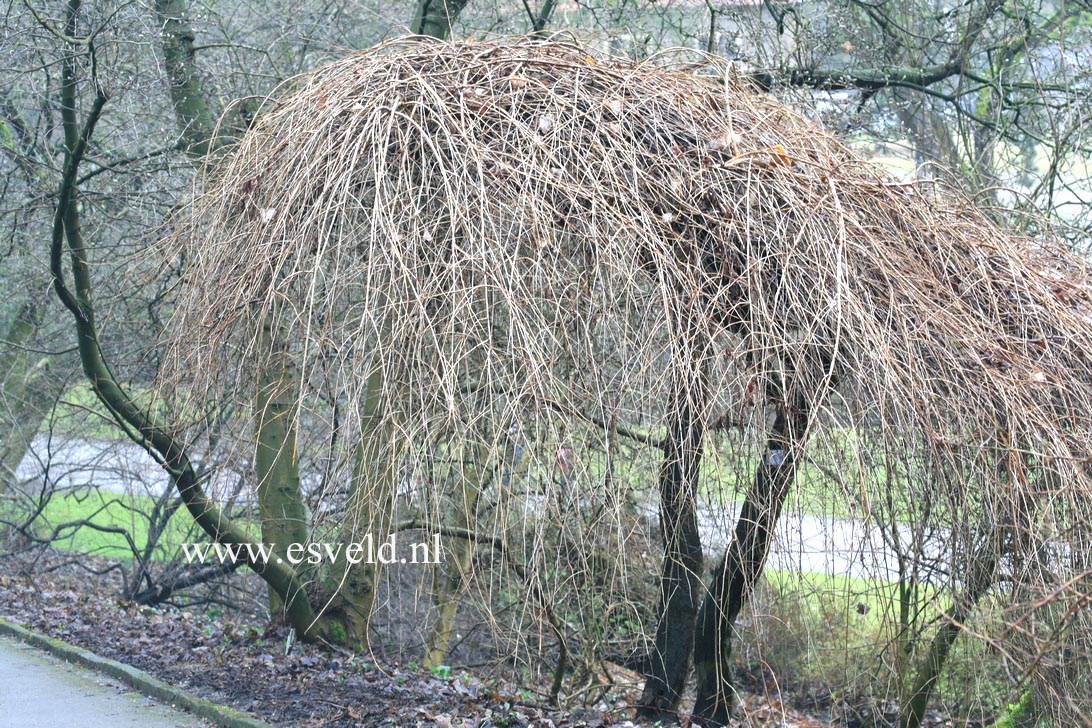 Prunus yedoensis 'Shidare yoshino'