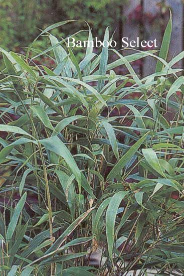 Pseudosasa japonica 'Tsutsumiana'