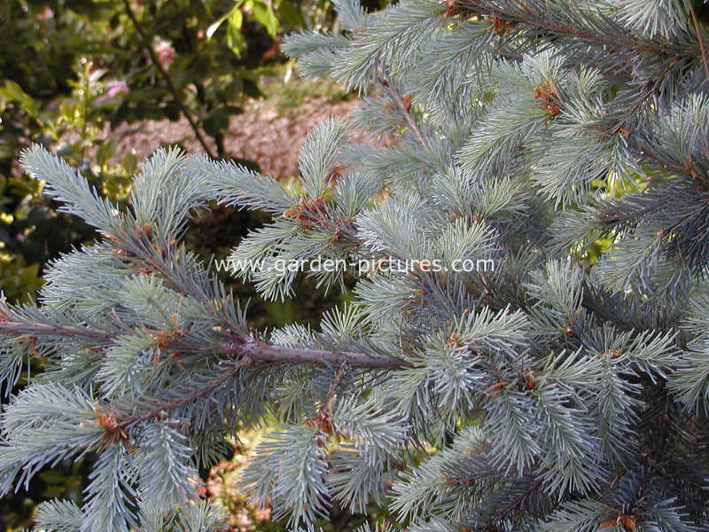 Pseudotsuga menziesii glauca