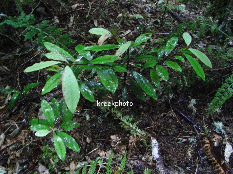 Pseudowintera axillaris