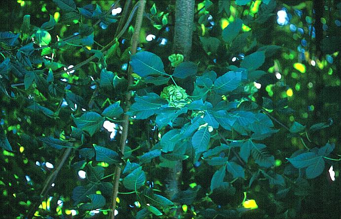 Ptelea baldwinii Ptelea baldwinii