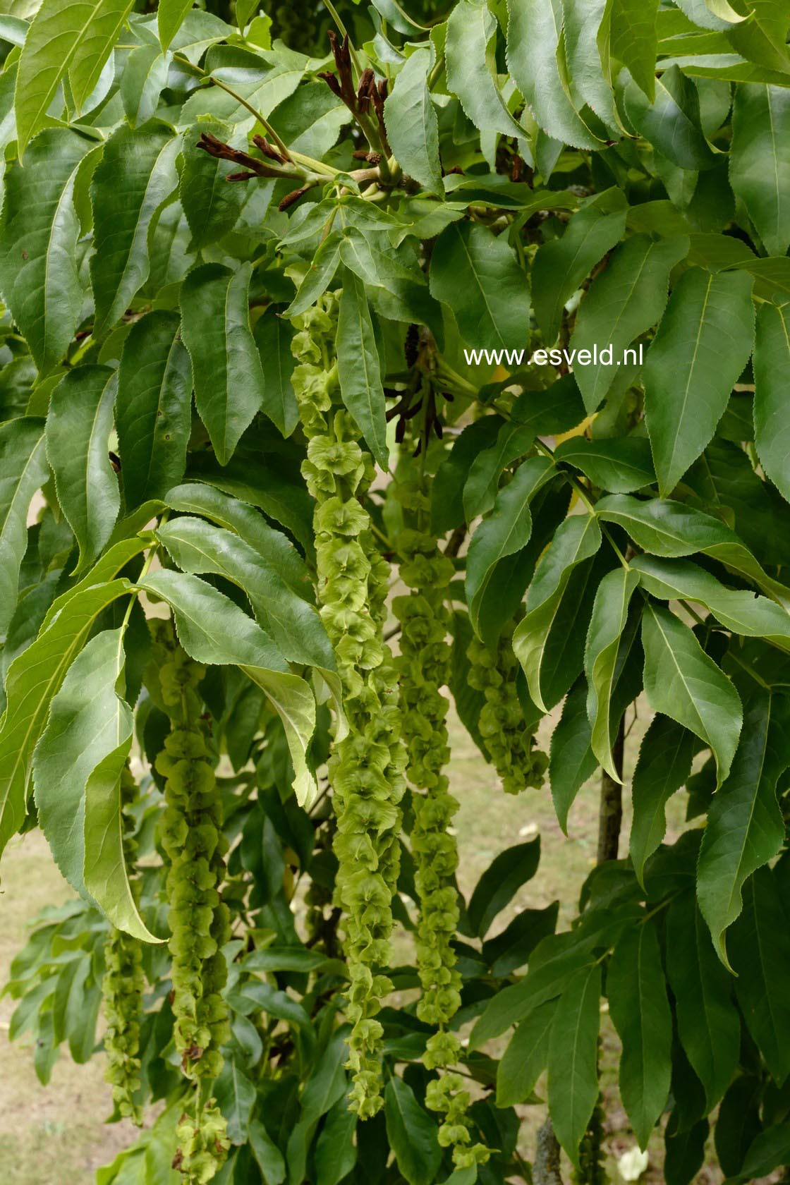 Pterocarya fraxinifolia