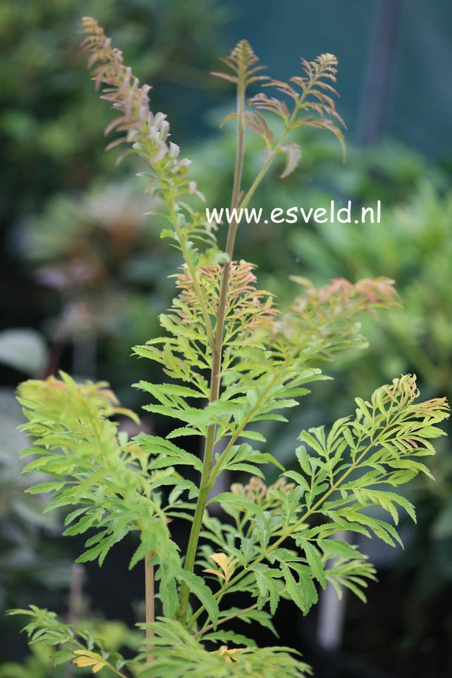 Pterocarya stenoptera 'Fern Leaf'