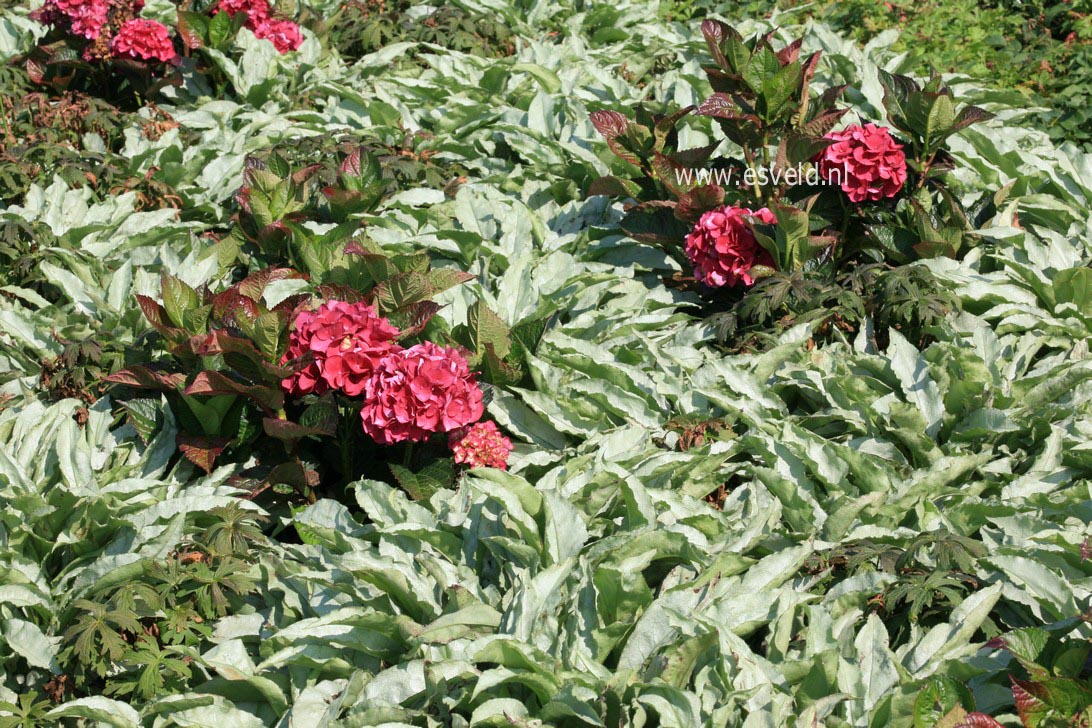 Pulmonaria 'Majestee'