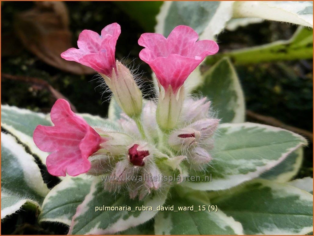 Pulmonaria rubra 'David Ward' (C1282)