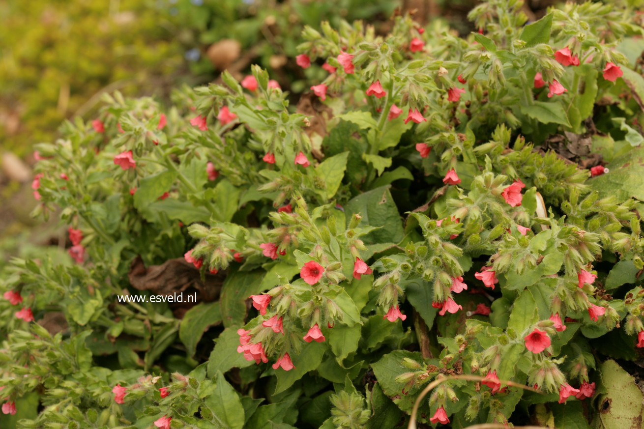 Pulmonaria rubra 'Redstart'
