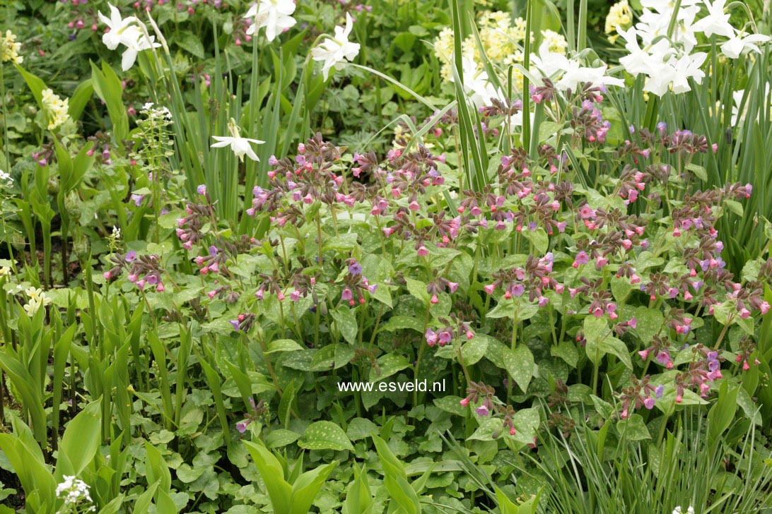 Pulmonaria saccharata 'Mrs. Moon'