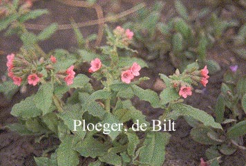Pulmonaria saccharata
