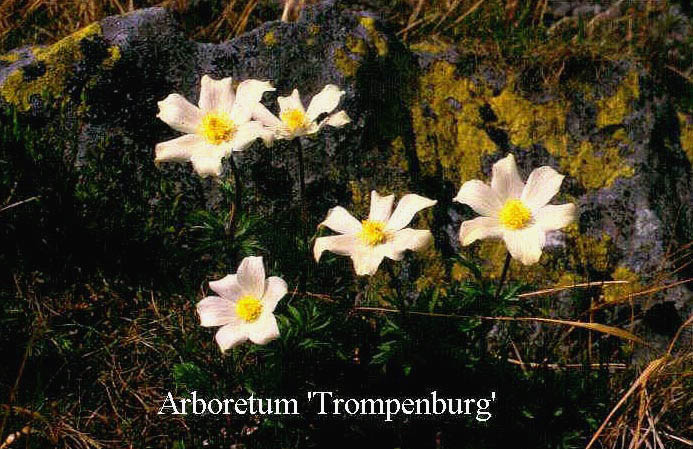 Pulsatilla albana Pulsatilla albana