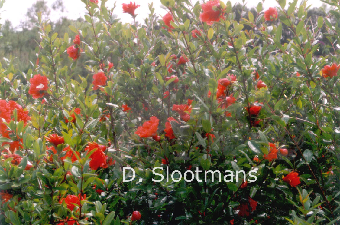 Punica granatum 'Flore Pleno'