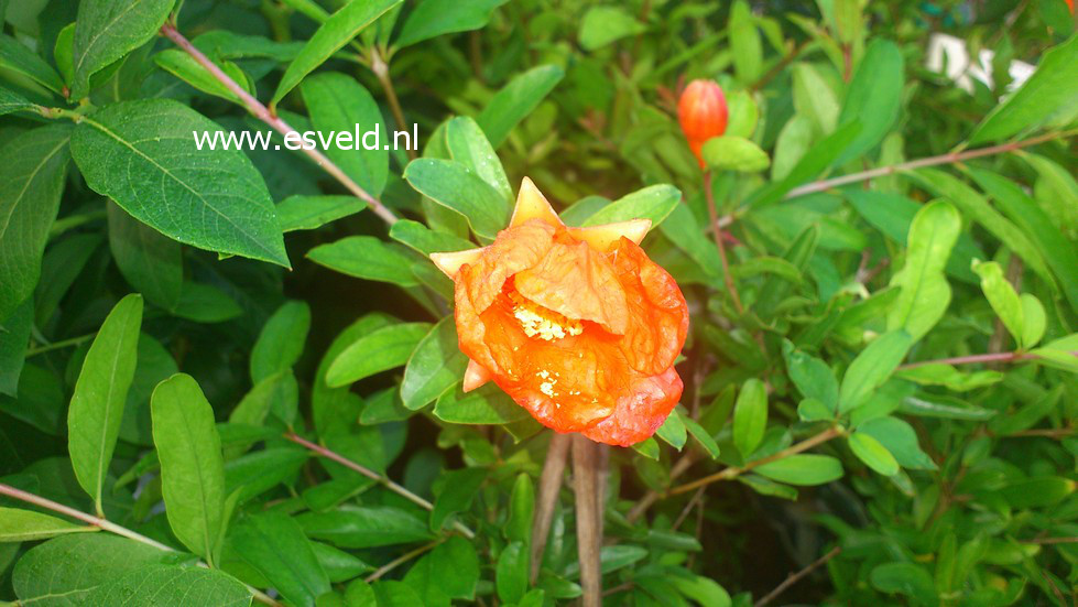 Punica granatum 'Nana'