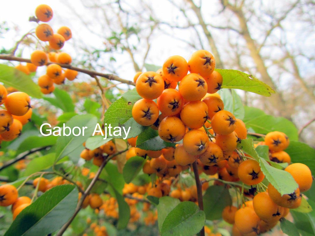 Pyracantha 'Renault d'Or'