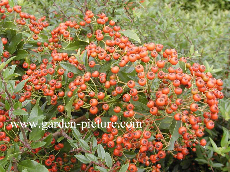 Pyracantha coccinea 'Red Cushion'