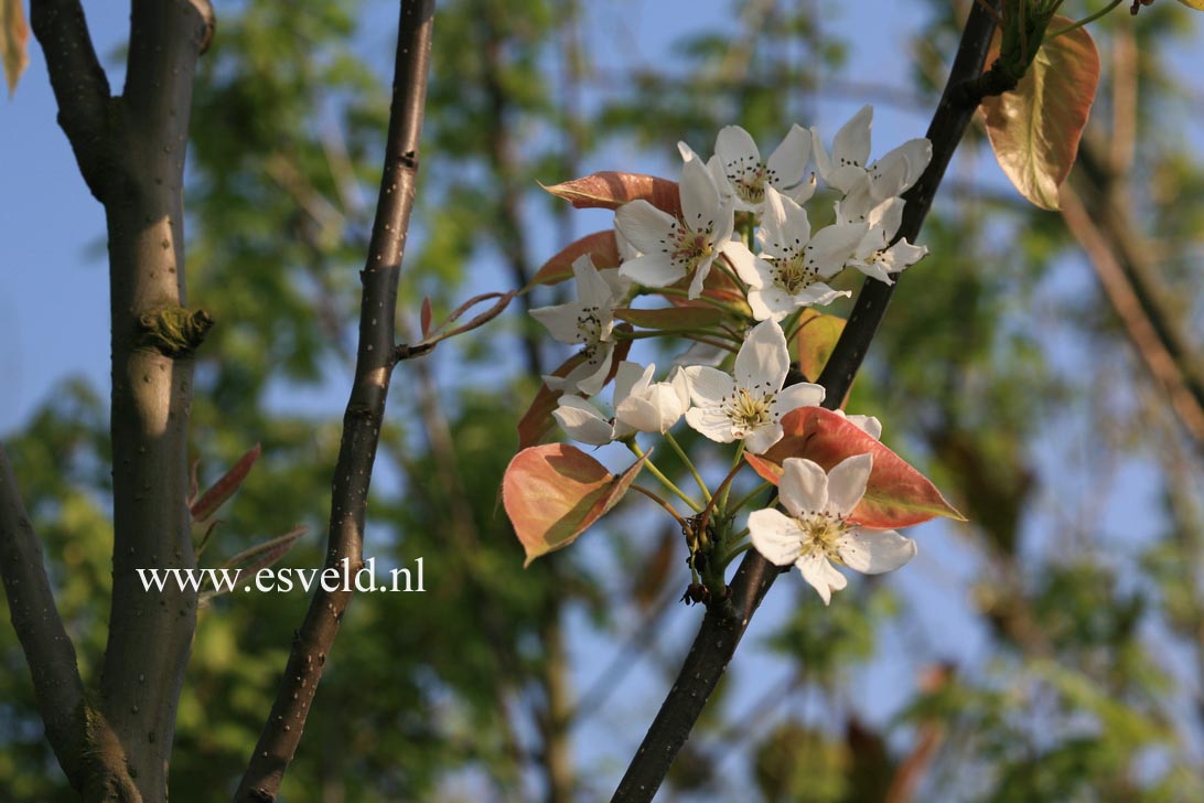 Pyrus 'Kosui' (Nashi-peer)