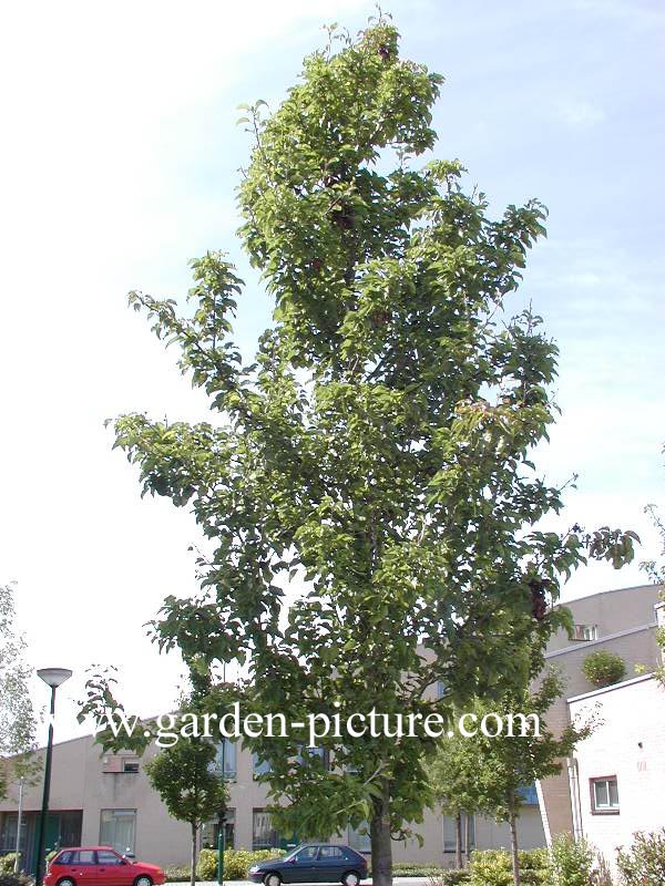 Pyrus calleryana 'Redspire'