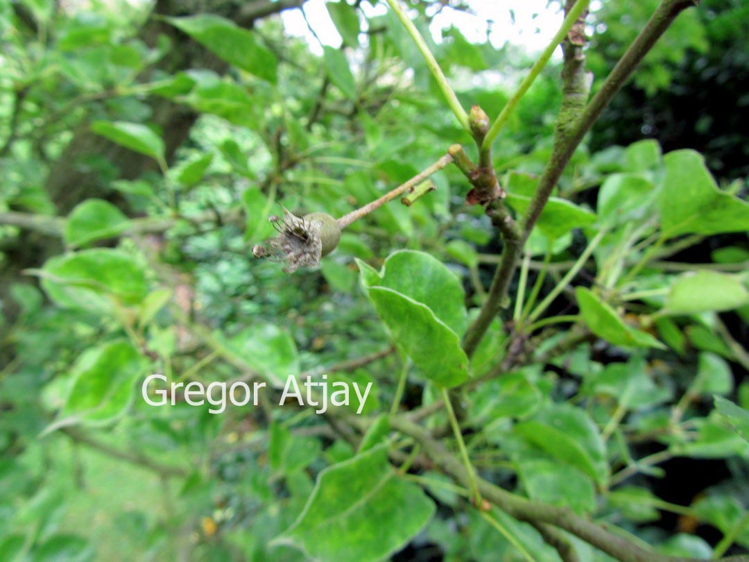 Pyrus calleryana