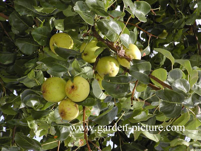 Pyrus communis 'Beech Hill'