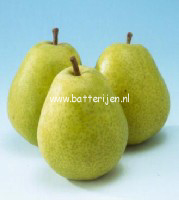 Pyrus communis 'Beurre Alexandre Lucas' (88413)