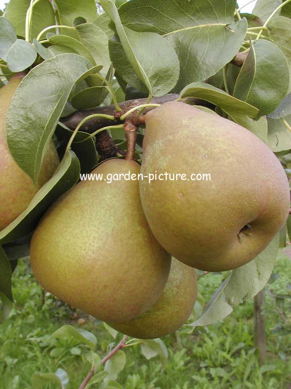 Pyrus communis 'Beurre Hardy' (GELLERT'S BUTTERBIRNE)