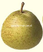 Pyrus communis 'Beurre de Merode' Pyrus communis 'Beurre de Merode'