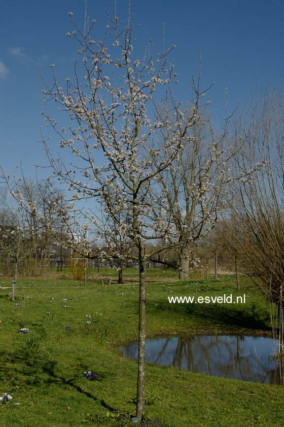 Pyrus communis 'Bloedpeer'
