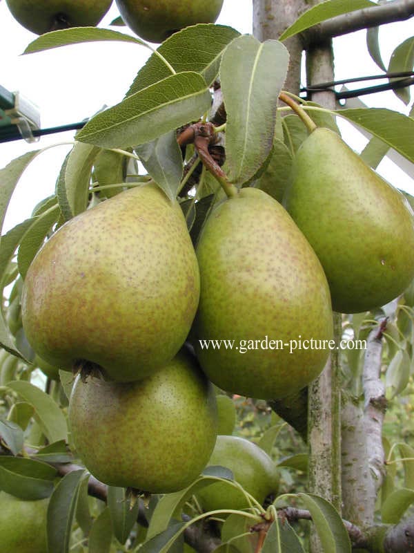 Pyrus communis 'Bonne Louise d'Avranches'