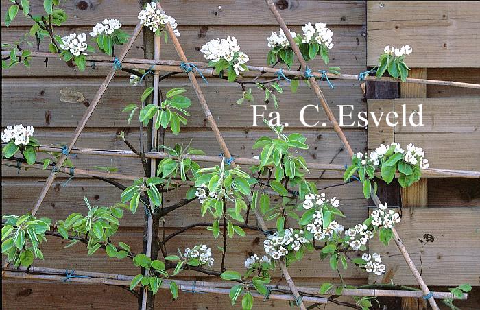 Pyrus communis 'Conference'