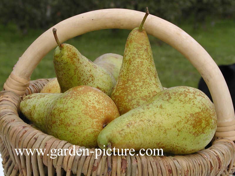 Pyrus communis 'Doyenne du Comice'