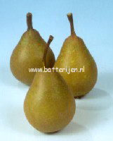 Pyrus communis 'Jut' Pyrus communis 'Jut'