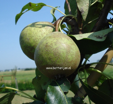 Pyrus communis 'Kleipeer' Pyrus communis 'Kleipeer'