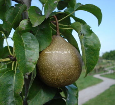 Pyrus communis 'Maagdenpeer' Pyrus communis 'Maagdenpeer'